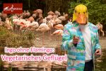 Ingo ohne Flamingo: Vegetarisches Geflügel